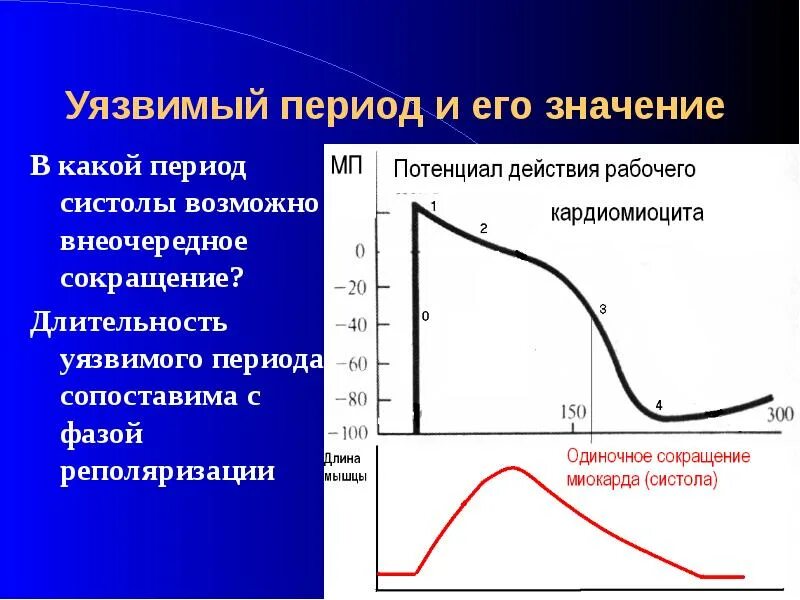 Уязвимый значение. Уязвимый период. уязвимый период миокарда. уязвимый период желудочкового цикла. уязвимый значение слова.