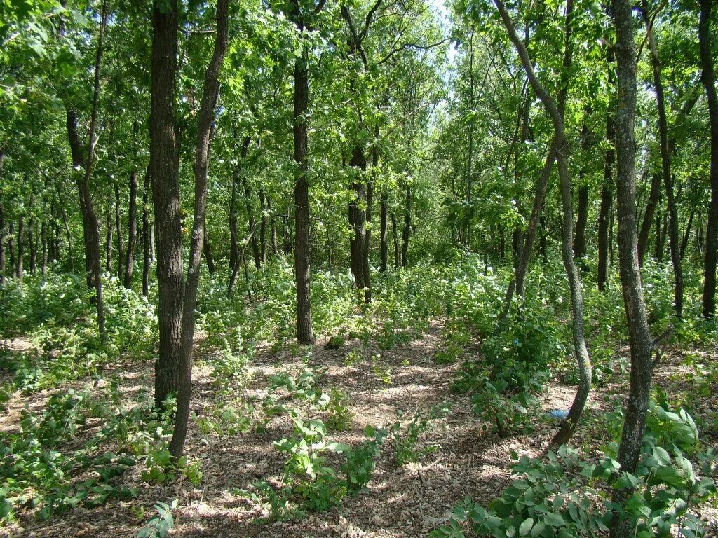шахтинский лесхоз. лесхоз александровский лес. сосновый бор лес ростовская область. сосновый лес каменск шахтинский. лесное хозяйство ростов.