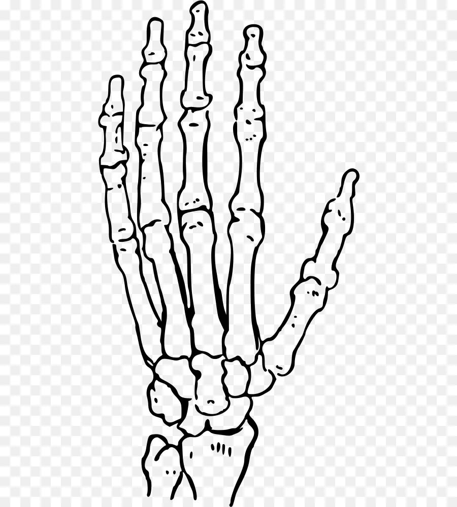 Skeleton hand tattoo - bones Fotos de tatuajes, Tatuaje de la mano, Tatuajes de 
