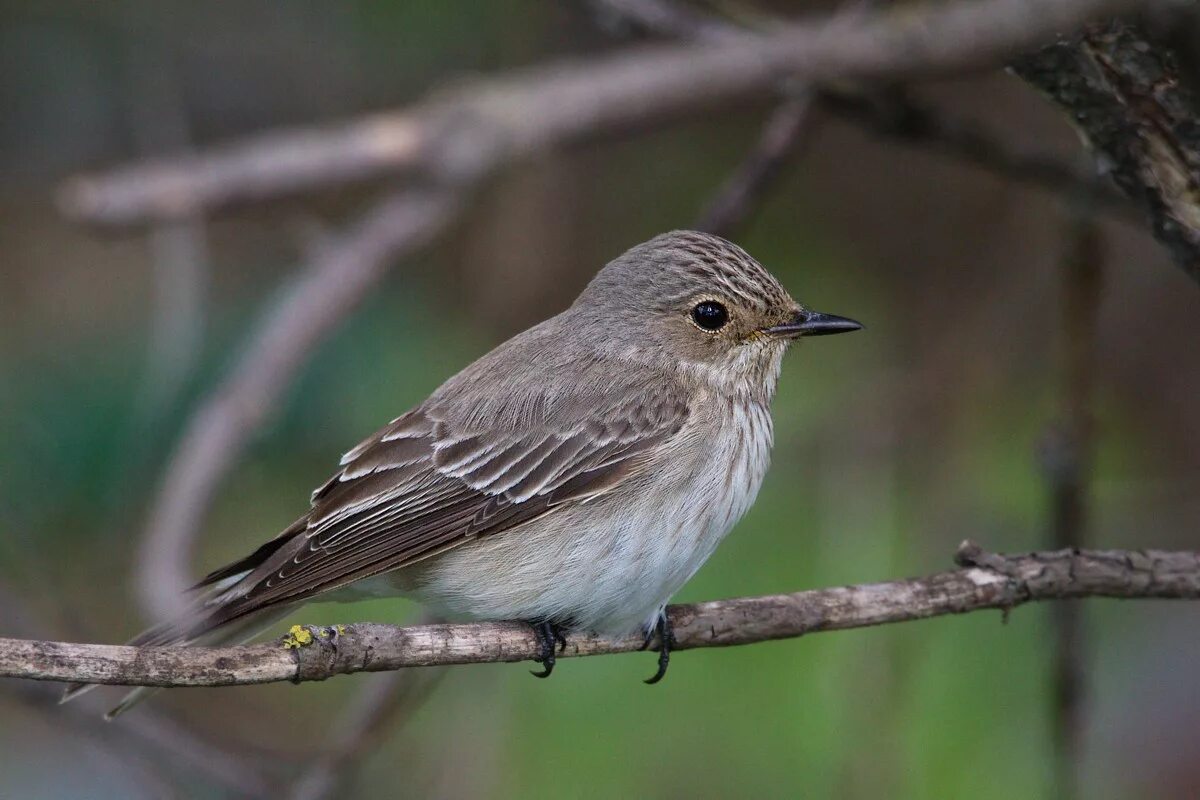 Серая п. Мухоловка серая птичка. мухоловка серая – muscicapa striata (pallas, 1764). мухоловка серая зимняя птица. серая мухоловка juvenile.