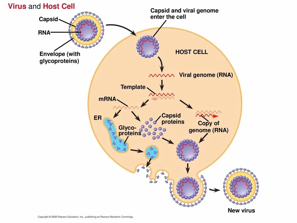 Репликация аденовируса. Жизненный цикл аденовируса. Репликация аденовирусов схема. Жизненный цикл вируса аденовируса.