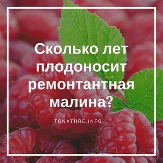 Как отличить ремонтантную малину от обычной
