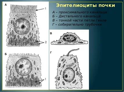 Эпителиоциты