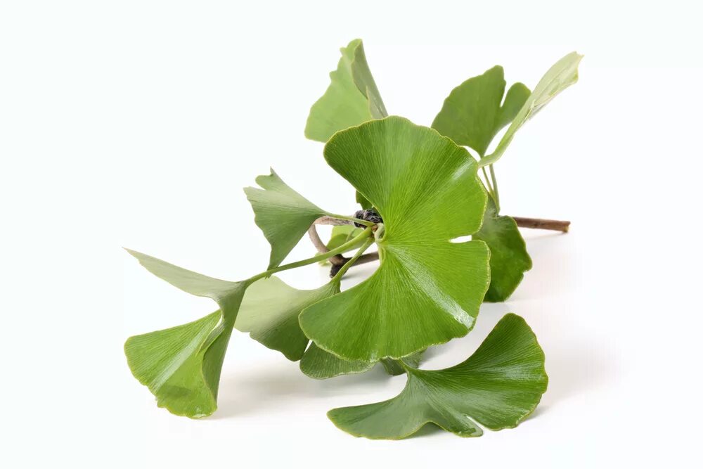 Когда собирают листья гинкго. Гинкго билоба &quot;ginkgo biloba&quot;. гинкго двулопастного листьев. листьев гинкго билоба.