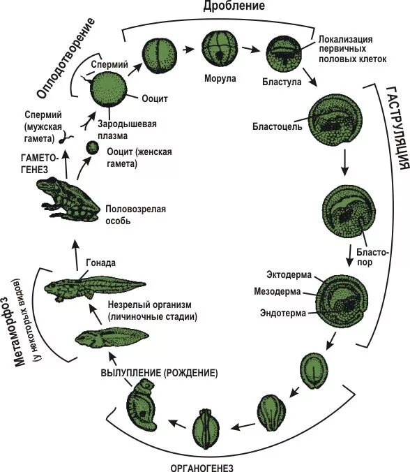 Жизненный цикл томата. Стадии развития семени цветкового растения. Цикл развития наземных растений. Жизненный цикл мха кукушкин лен егэ. Как развивается растение.