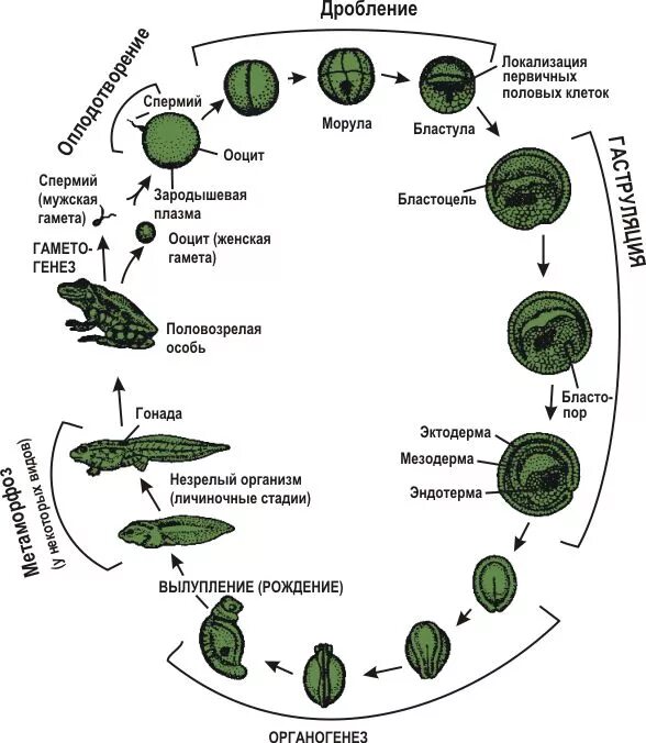 При делении жизненного цикла овощных растений онтогенез. Стадии жизненного цикла лягушки. Жизненный цикл лягушки схема. Жизненный цикл лягушки zhiznennyy tsikl Lyagushki. Стадии цикла развития лягушки.