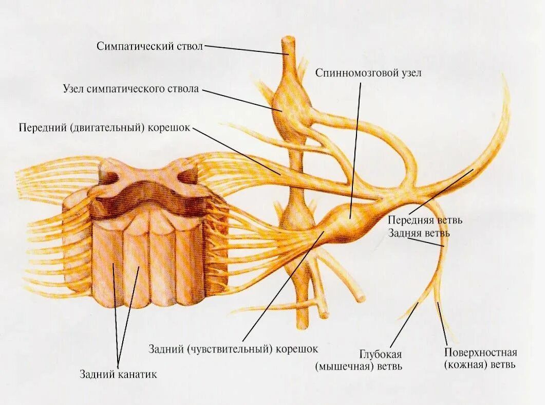 Строение нервного узла. Строение спинномозгового нерва ствол. Симпатический узел на строении спинного мозга. Симпатический ствол и спинномозговые нервы. Узлы симпатического ствола анатомия.