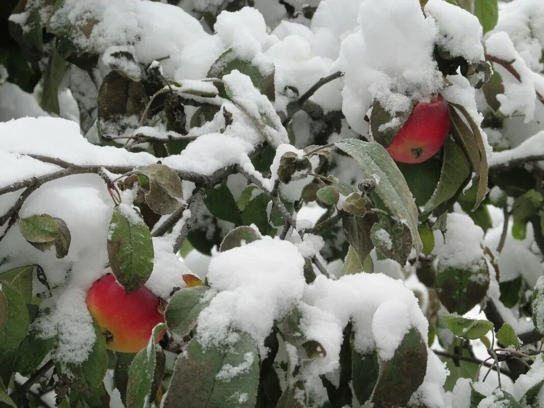 Зимняя яблоня какая. Яблоня в снегу. Сад под снегом. Зимние яблоки. Яблоня под снегом.