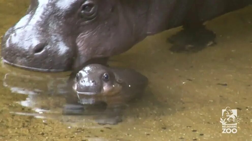 Сколько детенышей бегемота родилось. Гиппопотам. Маленький Бегемотик. Бегемот фото. Новорожденные Бегемоты.