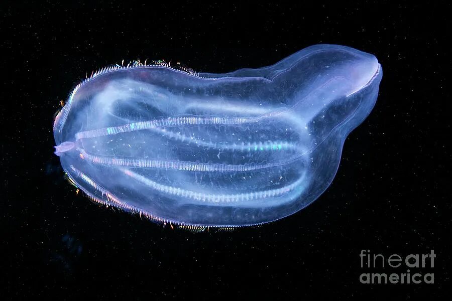 Comb jellies. Гребневик Берое Кукумис. Медуза Гребневик. Гребневик Берое в черном море. Медуза Гребневик Берое.