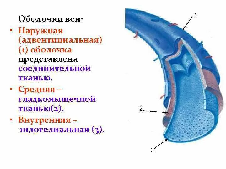 Человек внешняя оболочка. Оболочки вен. Наружная оболочка вен. Наружная адвентициальная оболочка. Адвентициальная оболочка вен.