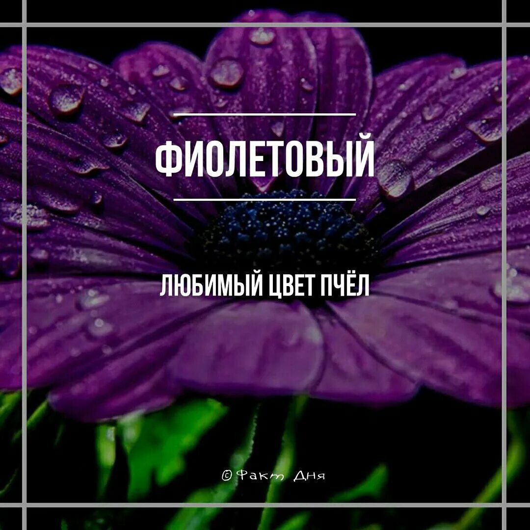 Какие люди любят фиолетовый. Люблю фиолетовый. любимый цвет фиолетовый. любимый цвет фиолетовый психология. любите сиреневый цвет.