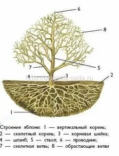 Корневая яблони