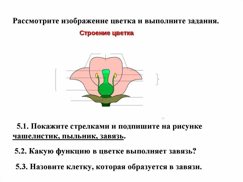 Завязь функция 6 класс. Рассмотрите изображение цветка и выполните задания ВПР. Рассмотрите изображение цветка и выполните задания. Рассмотрите изображение цветка и выполни задание. Функция завязи у цветка.