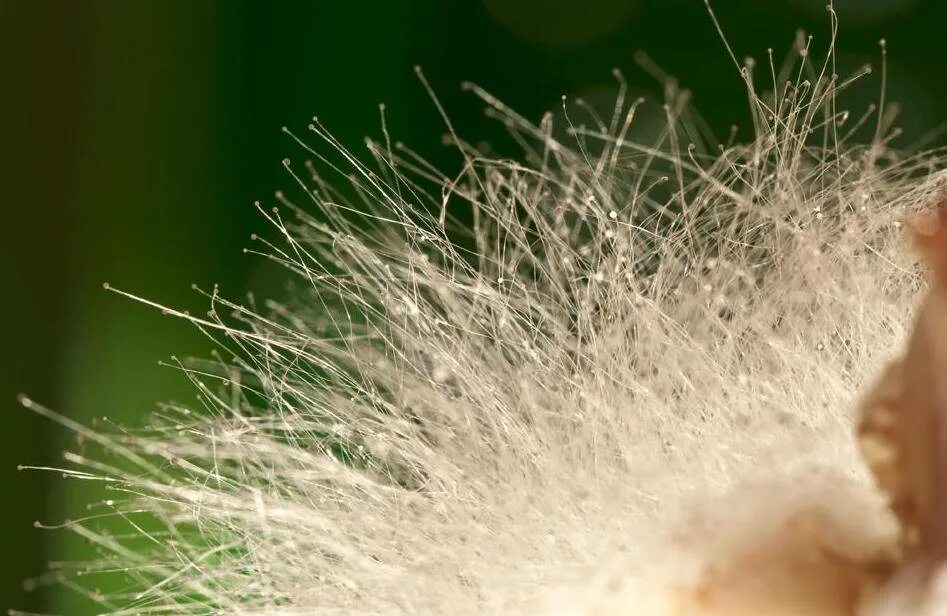 Плесневые грибы rhizopus. Грибы mucor. Белая плесень мукор. Белый мукор. Плесневые грибы мукор.