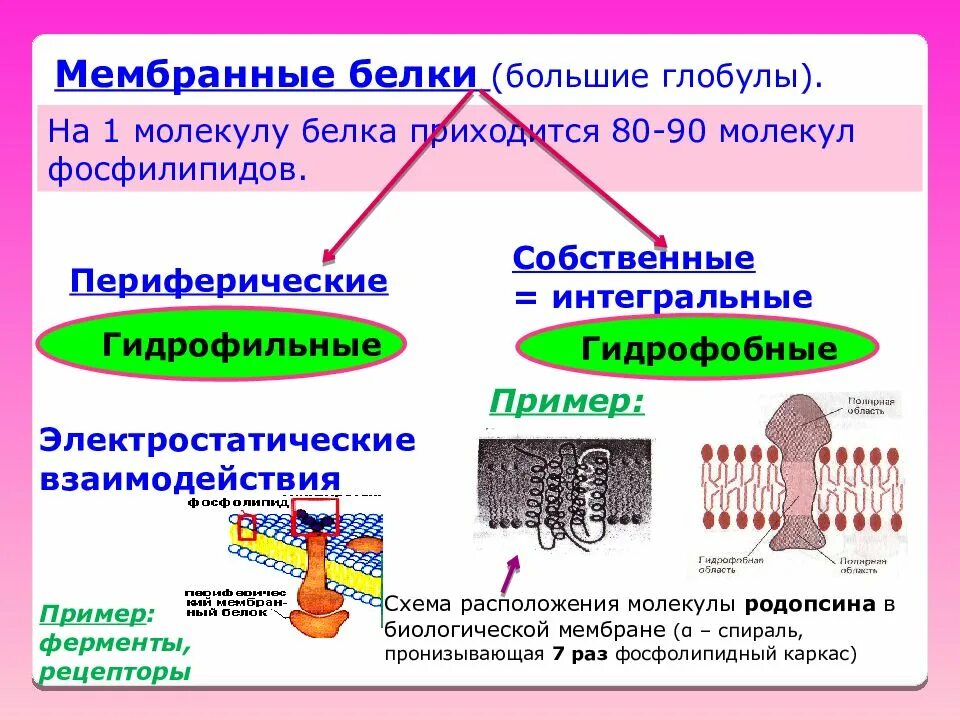 Интегральные белки какие. Периферические мембранные белки функции. Белки мембраны примеры. Примеры периферических белков мембраны. Функции белков мембраны.