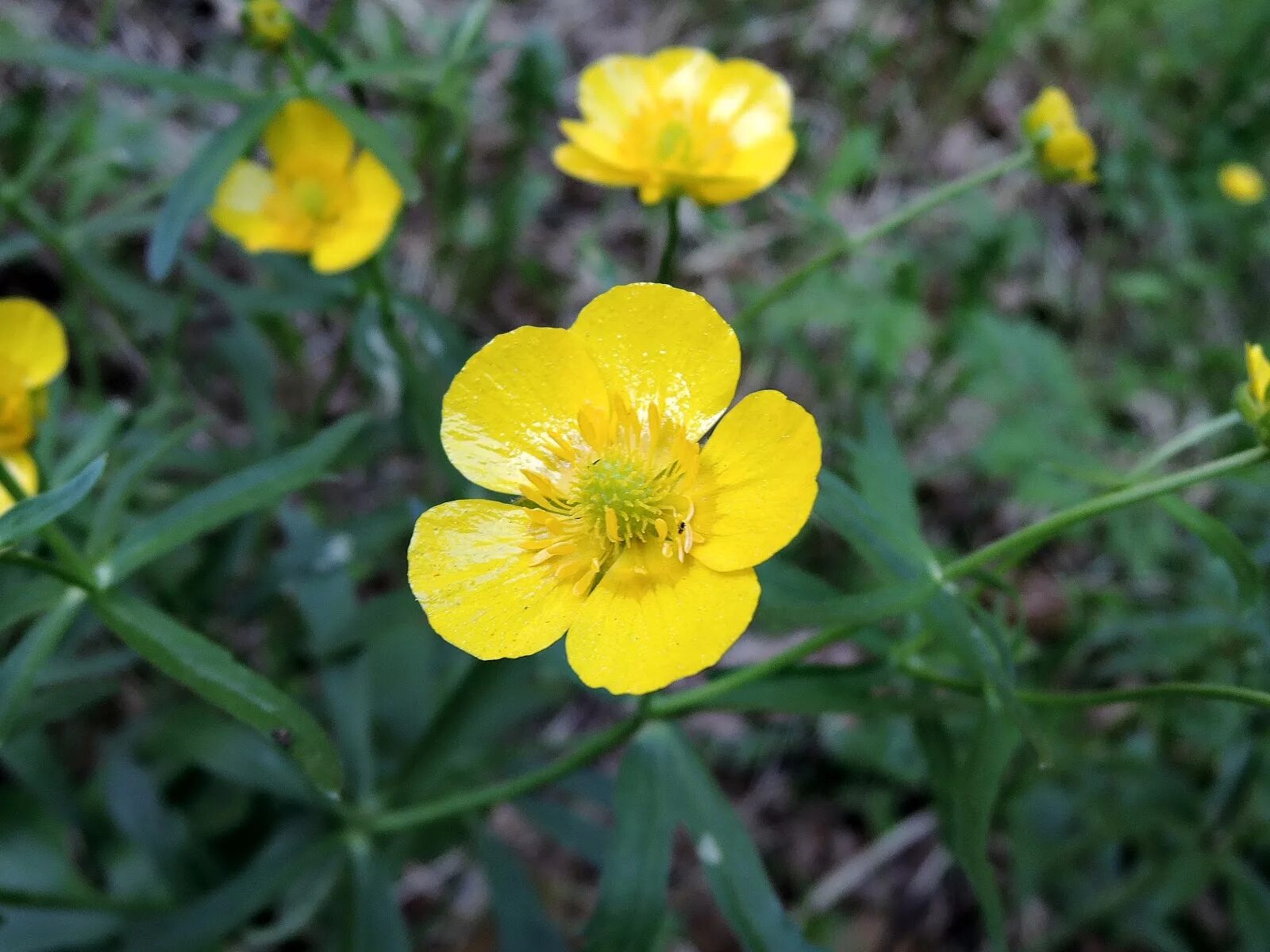 Лютик едкий. Ranunculus Acris Лютик едкий. Лютик едкий (Ranúnculus Ácris. Лютик едкий – Ranunculus Acris l..