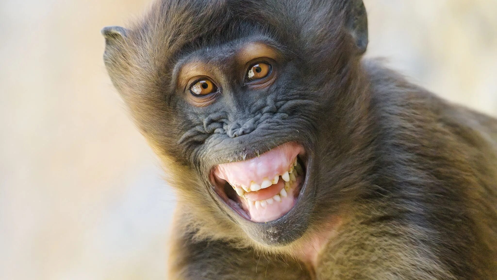 Кунац меймун. Обезьяна. Обезьяна улыбается. Улыбка обезьяны. Песня от улыбки обезьяна подавилась бананом