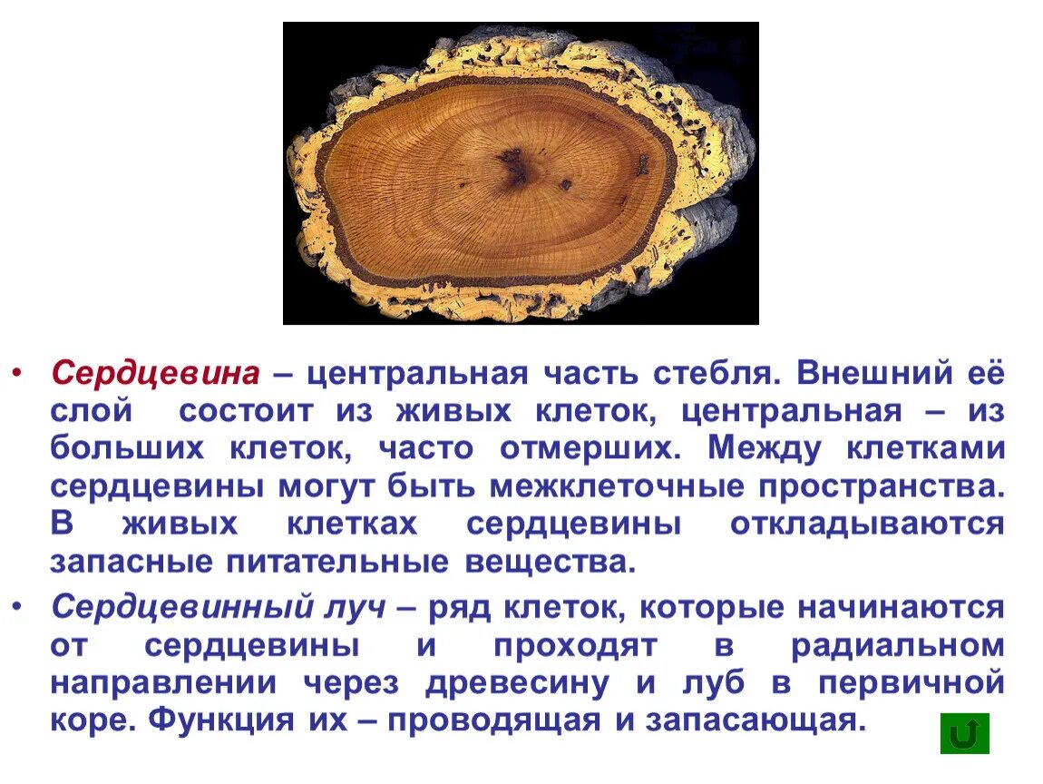 Сердцевина многолетнего стебля у растений выполняет функцию. Строение сердцевины. Сердцевина функции. Сердцевинный Луч у стебля. Строение сердцевины стебля.