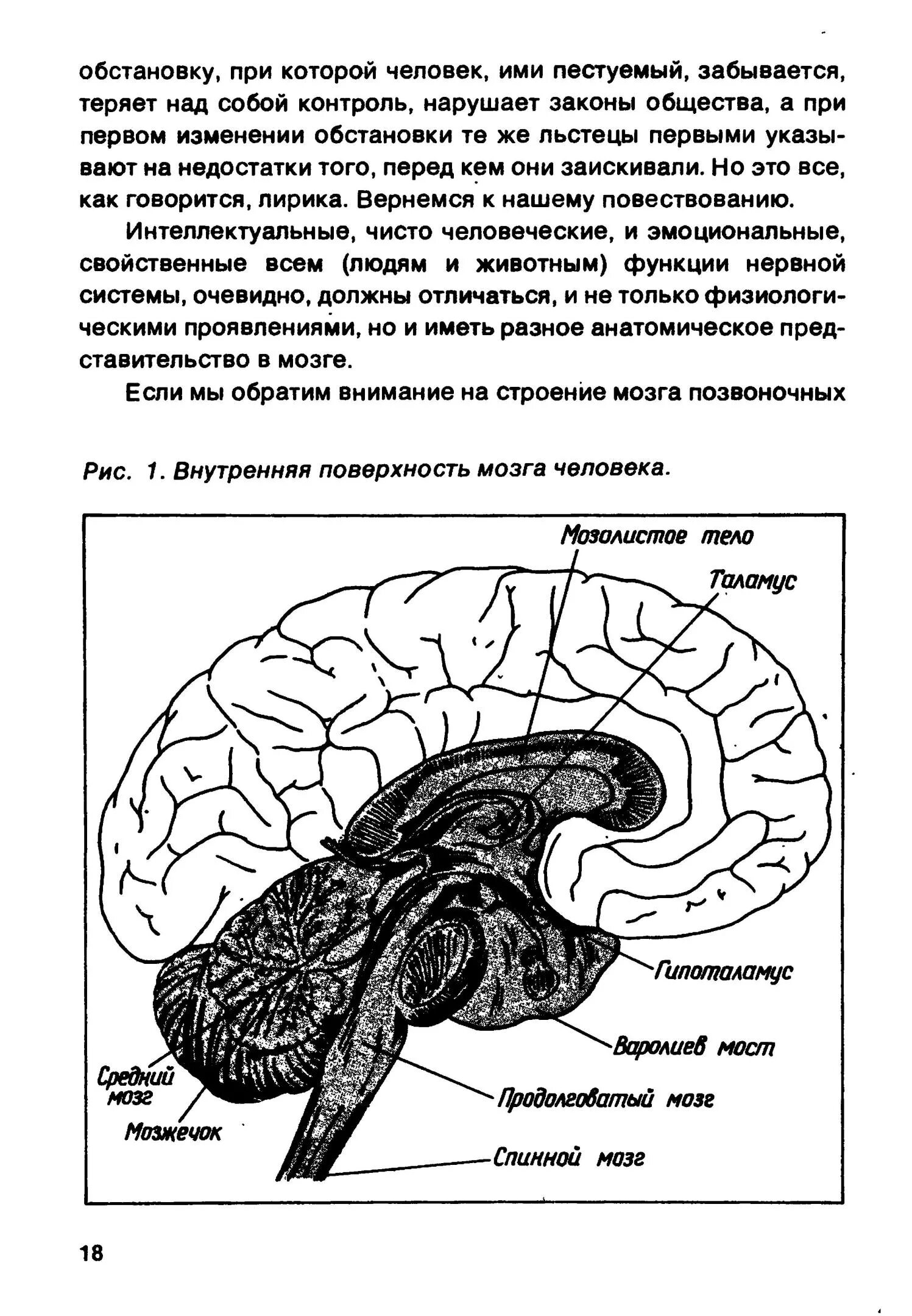 Головной мозг строение и функции тест ответы. Строение головного мозга. мозг строение и функции отделов.