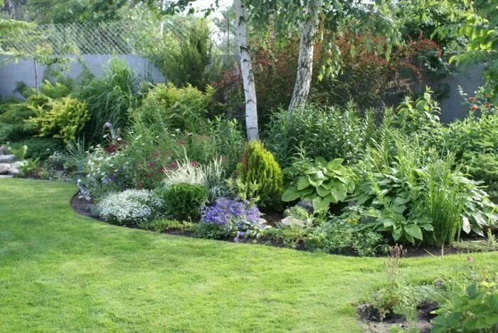 Растения под березой. Березовые рощи поленова. Растения под березой. Бадан под березой. Красивая береза.