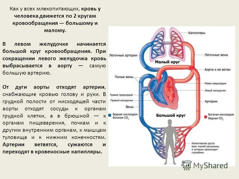 Второй круг кровообращения возник. Круги кровообращения млекопитающих и человека. Круги кровообращения с клапанами. Малый и большой круг кровообращения человека схема. Характеристика кругов кровообращения.