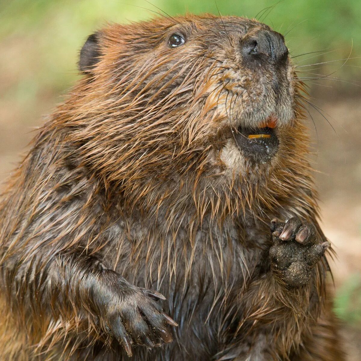 Покажи бобра. Бобриха орлик. Канадский бобр (castor canadensis). Бобр и бобриха. Покажи бобра.