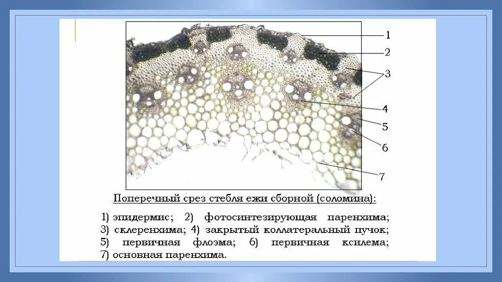 Стебель ржи строение. Поперечный срез стебля соломины ржи. строение стебля соломина. поперечный срез стебля сельдерея. строение стебля мыльнянки.