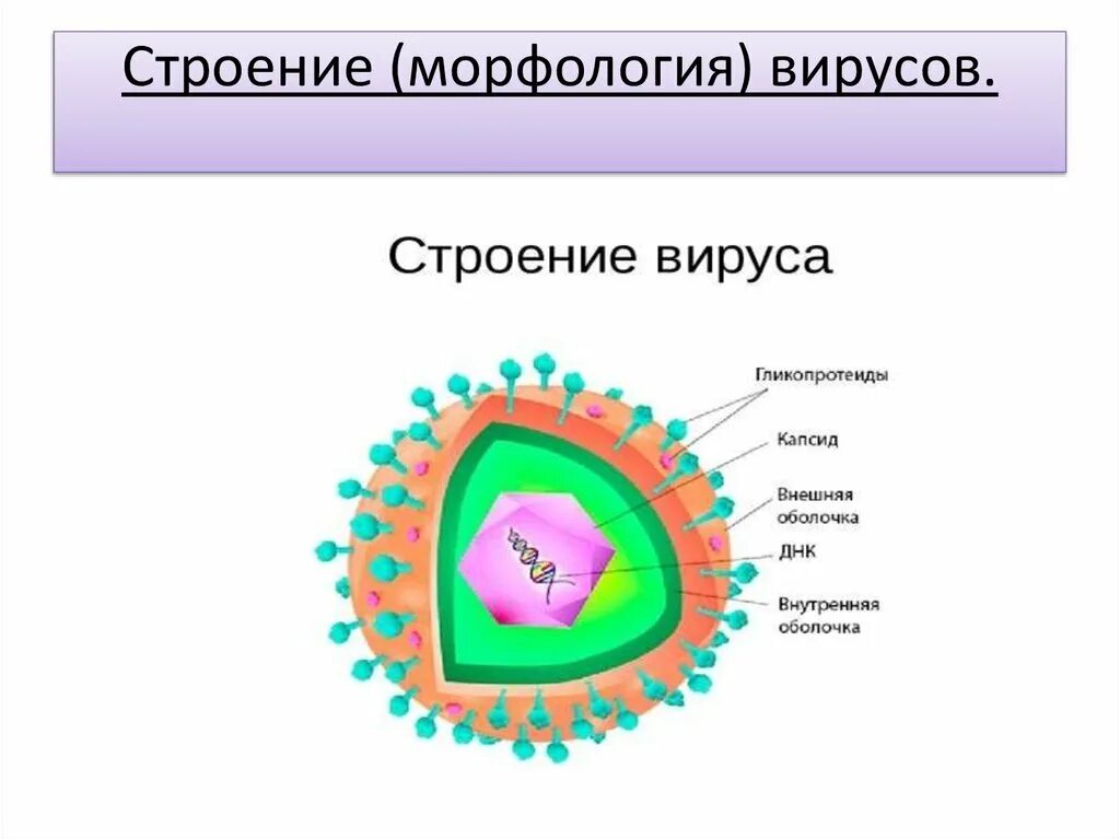 Схема строения вируса и бактериофага. Схема строения клетки вируса. Вирион герпеса строение. Зарисовать строение простого вируса. Строение вич вируса схема.