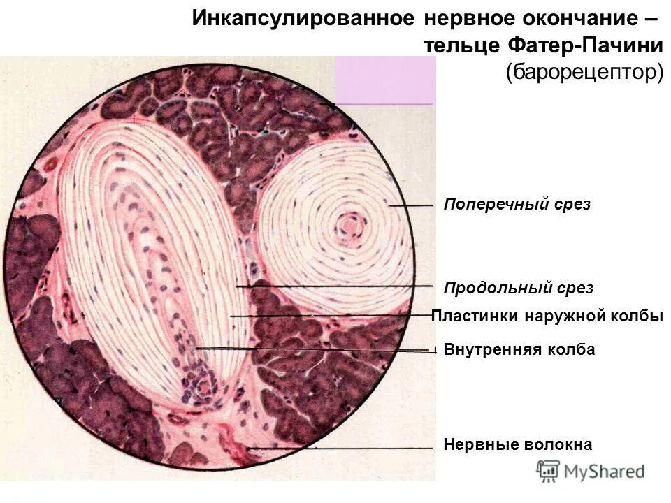 Поперечный и продольный срез. Тельца фатера Пачини препарат. Пластинчатые тельца фатер-Пачини. Тельца фатера Пачини гистология. Тельце фатера Пачини гистология препарат.