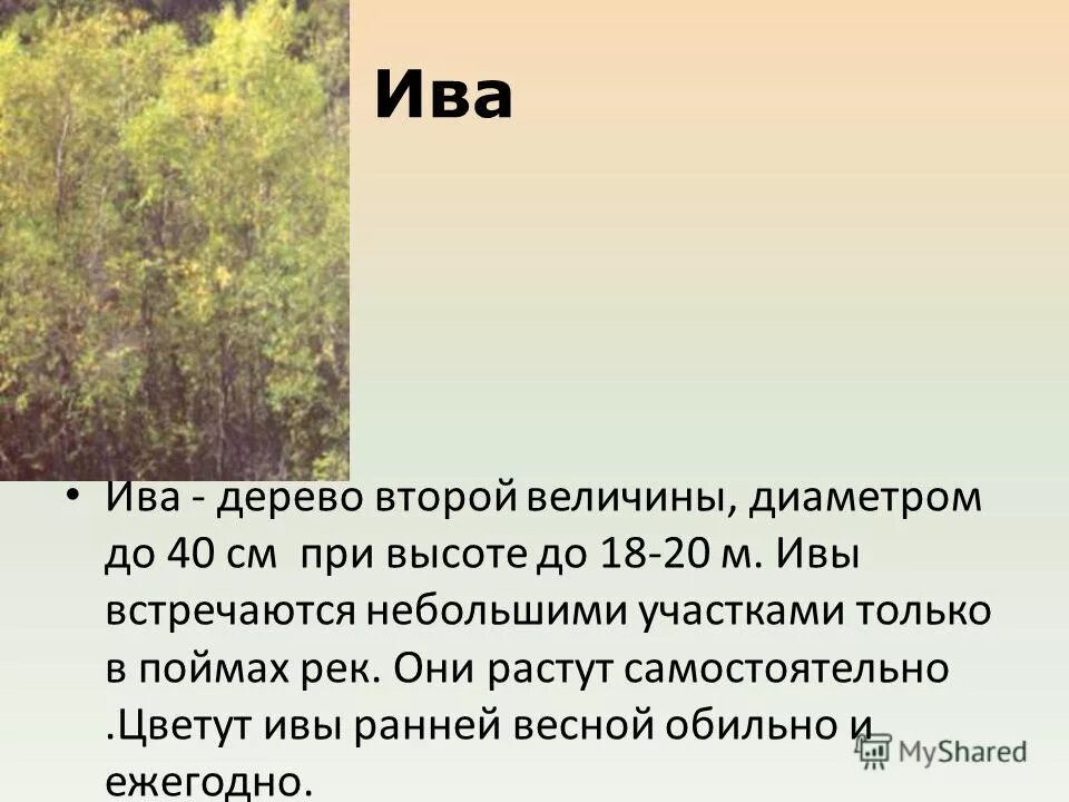 деревья 2 величины. набор деревьев для фотошопа. деревья первой величины примеры. деревья зоны широколиственных лесов. сосна обыкновенная ярусность.