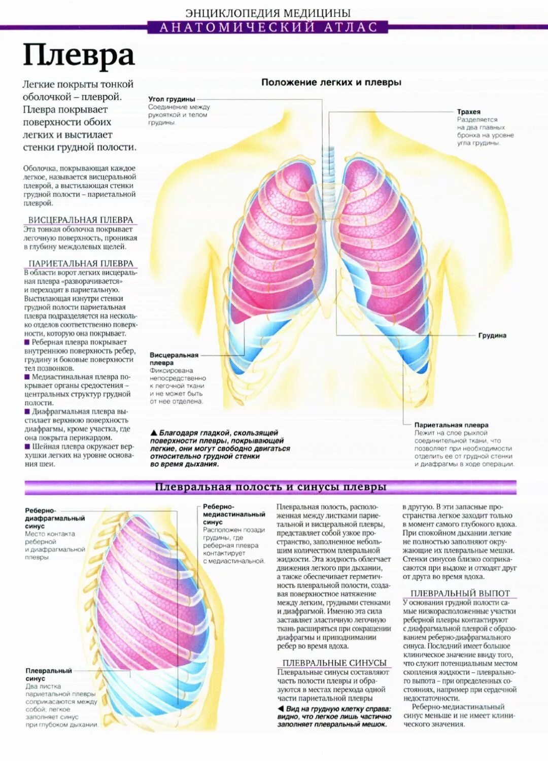 Синусы плевры схема. Синусы париетальной плевры. Плевральные синусы схема. Синусы плевральной полости.