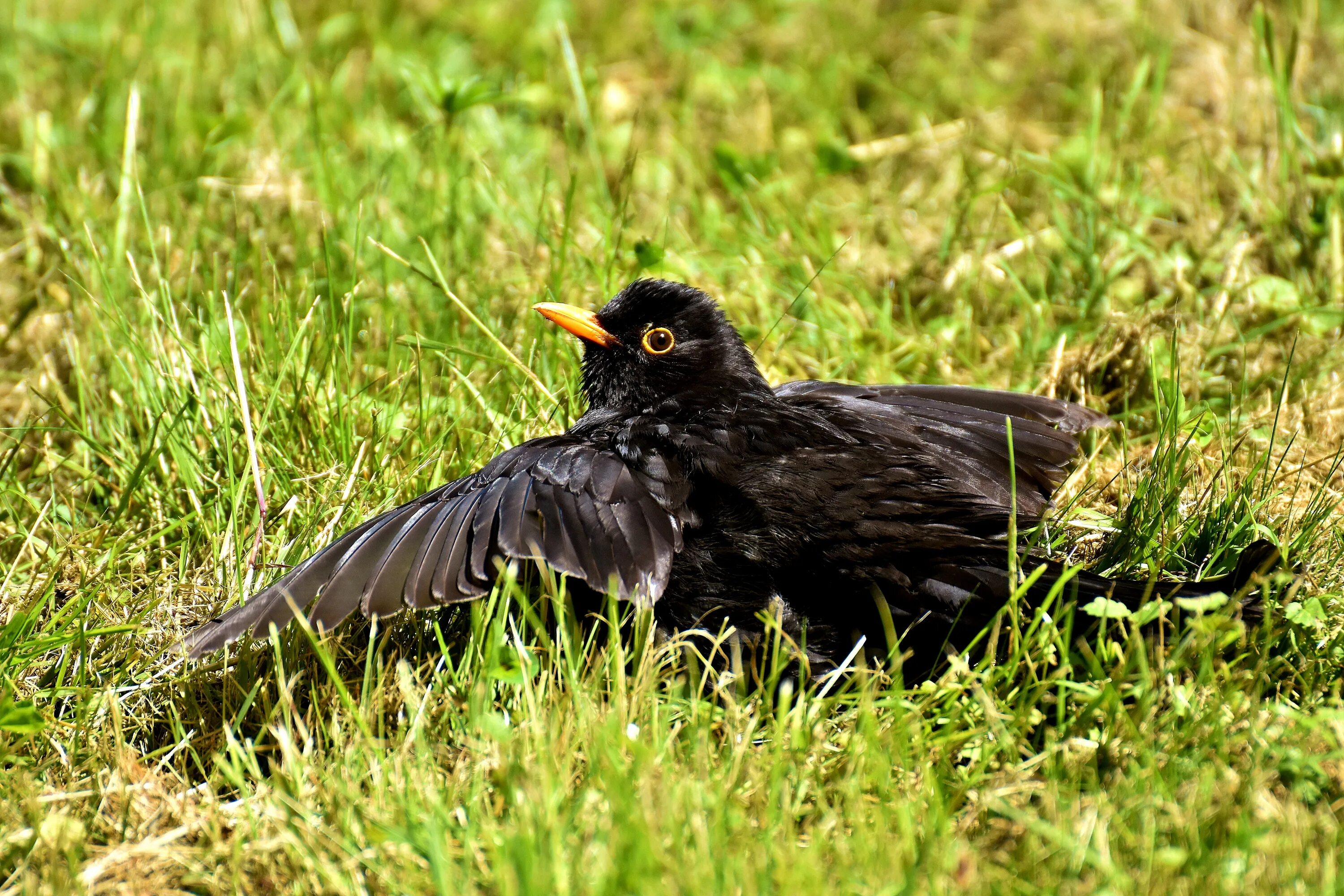 Blackbird bird