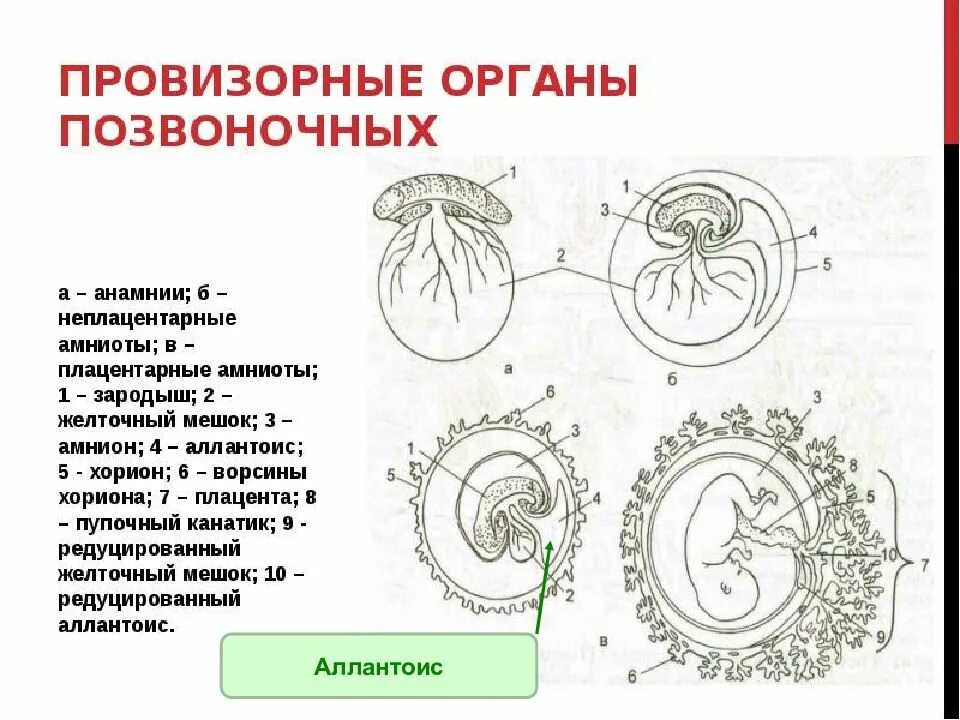 Функции аллантоиса у зародыша человека. Аллантоис презентация. Хорион аллантоис. Желточный мешок и аллантоис.