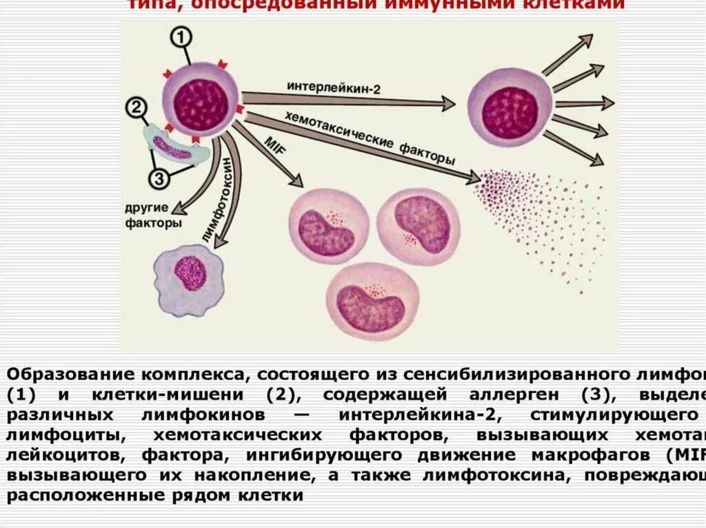 Иммуноглобулин в лимфоциты. Механизм развития аллергической реакции немедленного типа. Аллергическая реакция замедленного типа механизм. Механизм развития первого типа аллергических реакций. Клеточный Тип аллергических реакций механизм.