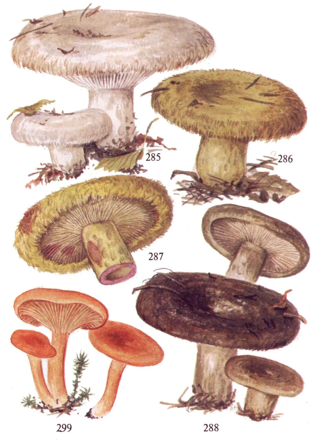Грибы грузди виды. Грузди грибы. груздь жёлтый lactarius scrobiculatus. груздь настоящий грибы. груздь гриб съедобный.