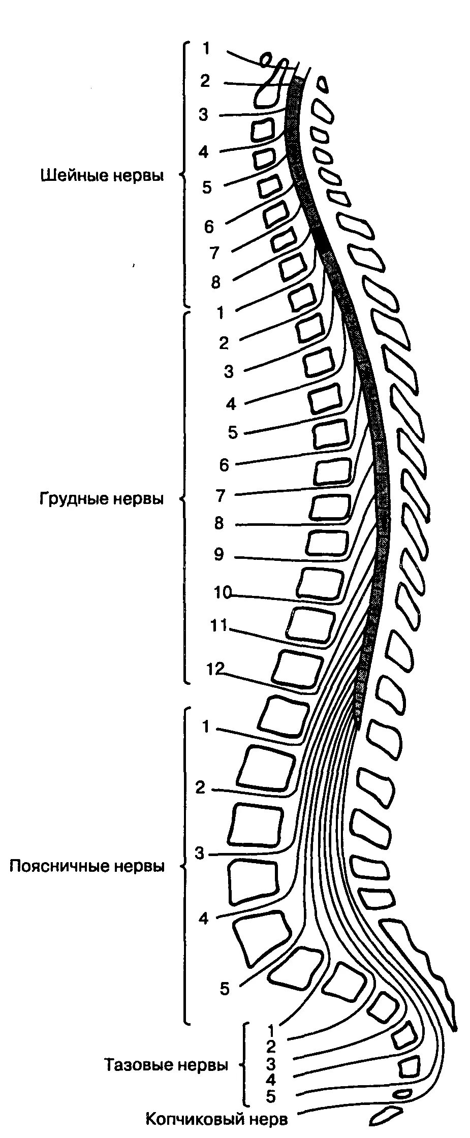 В шейном отделе спинного мозга сегментов. Схема иннервации позвоночника сегменты. Иннервация спинного мозга схема. Иннервация позвоночника схема нервов. Схема Корешков спинного мозга сегмент.