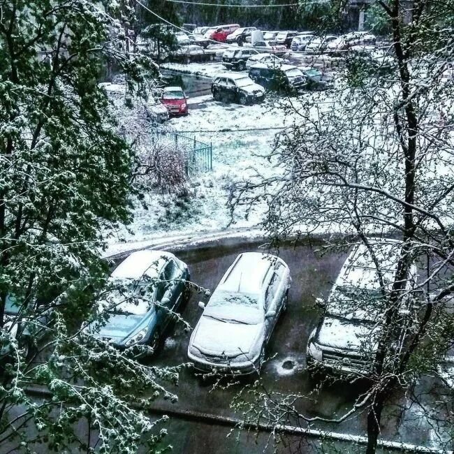 Где в области выпал снег. Снег летом в Мурманске. Снегопад в Мурманской области. В Мурманске выпал снег. Летний снегопад.