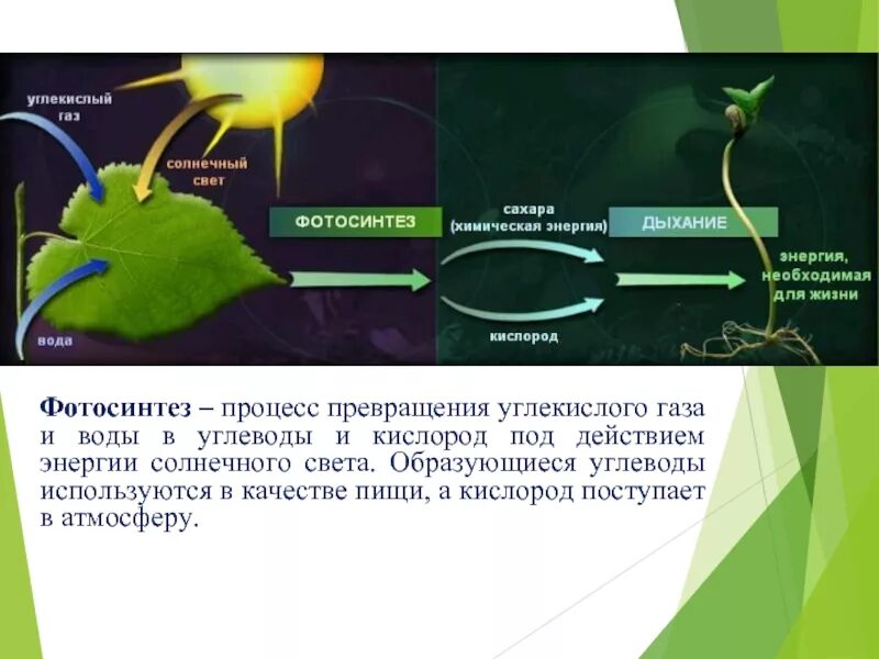 Процесс фотосинтеза. Процесс фотосинтеза процесс. Процессы и вещества фотосинтеза. Кислород в процессе фотосинтеза. Вода выделяется при фотосинтезе