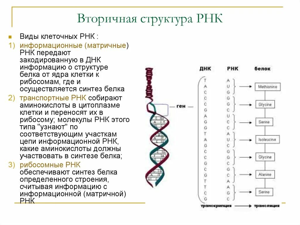 Нуклеиновые формы жизни