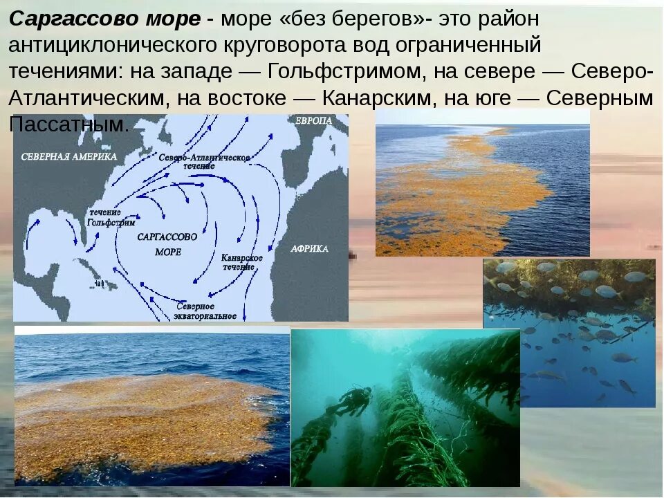 Саргассово море море без берегов. Атлантический океан Саргассово море. Гамильтон Саргассово море. Саргассово море Северная Америка. Почему именно атлантический океан стал по выражению