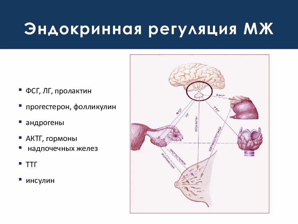 Действие пролактина. Регуляция секреции ФСГ И ЛГ. Пролактин. Регуляция лютеинизирующего гормона. Регуляция секреции пролактина.