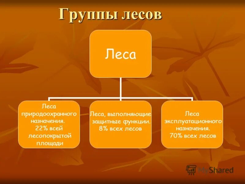 Три группы лесов