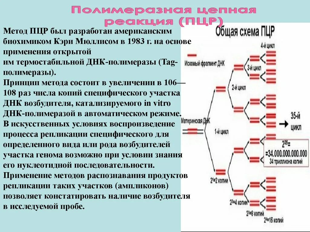 Полимеразная цепная реакция результат. Схема амплификации фрагмента ДНК при ПЦР. Схема полимеразной цепной реакции микробиология. Схема ДНК-полимеразной реакции. . Полимеразная цепная реакция (ПЦР). Этапы.