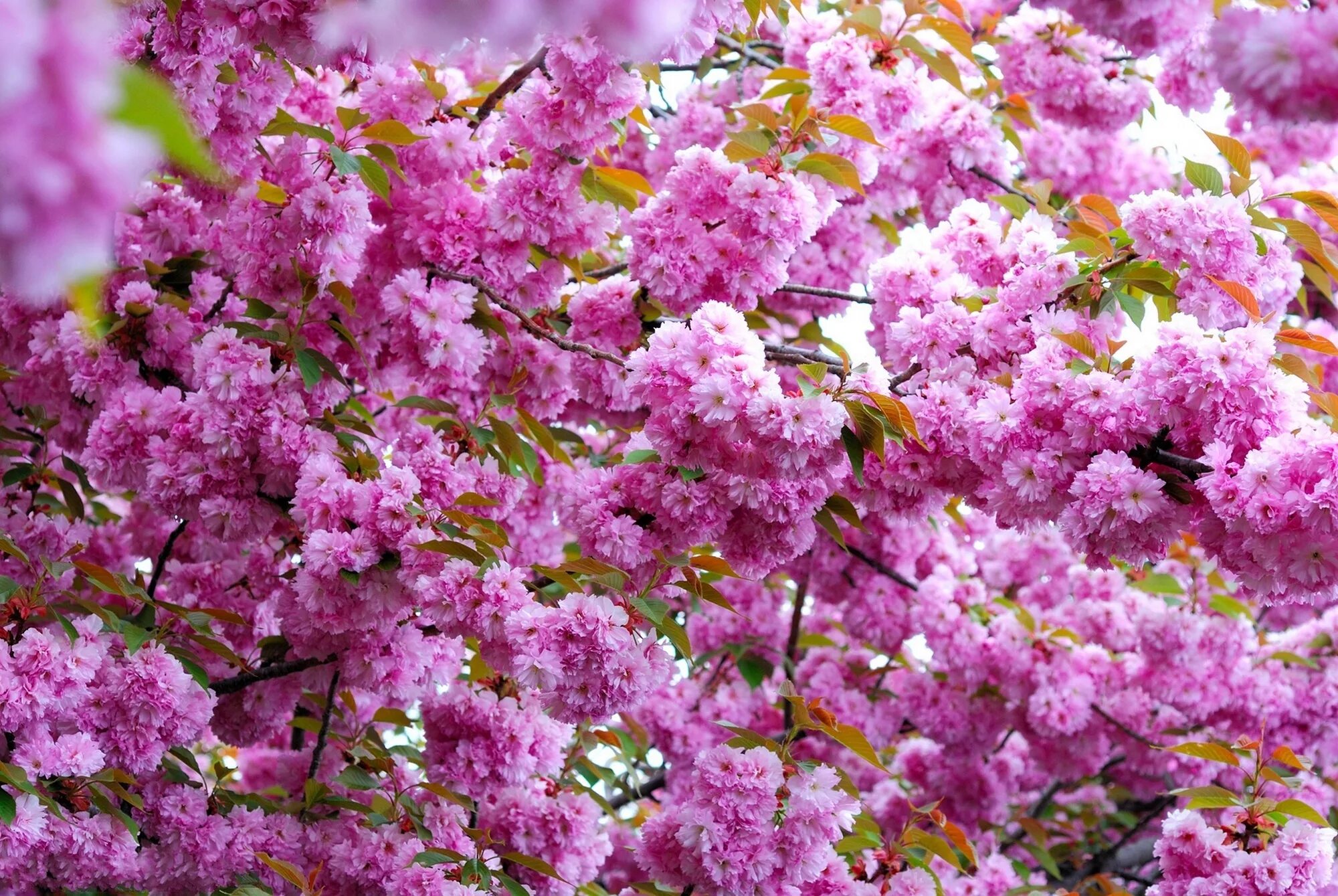Зацвели цветы. Черри блоссом цветок. Сакура цветение растения. Сакура вишня кустарник. Кустарник красивоцветущий Сакура.