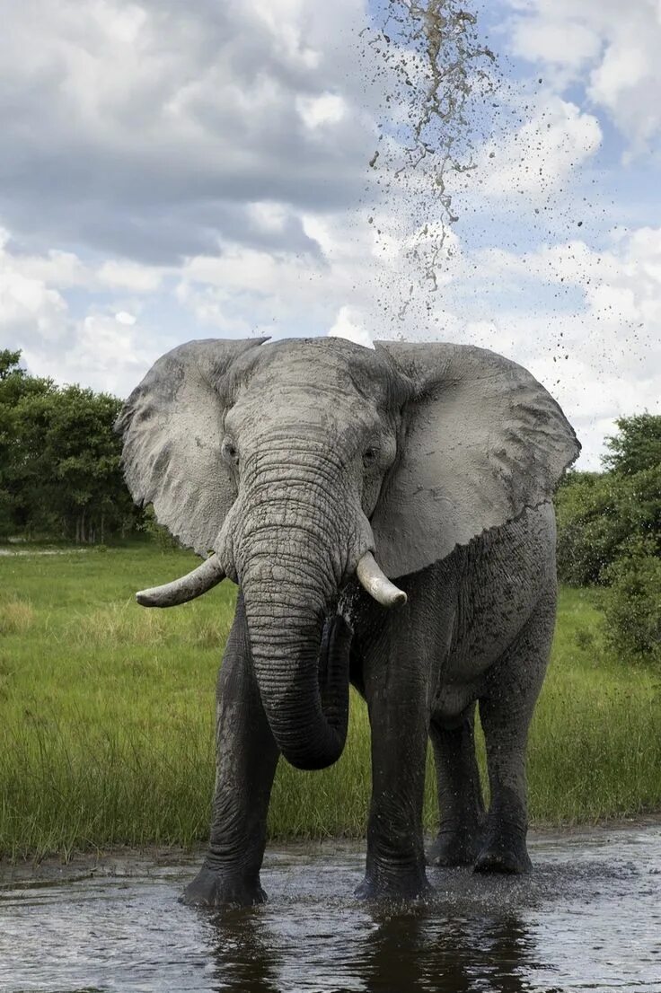 An elephant can climb. Слоны. Африканский слон. Красивый слон. Слоны фото.