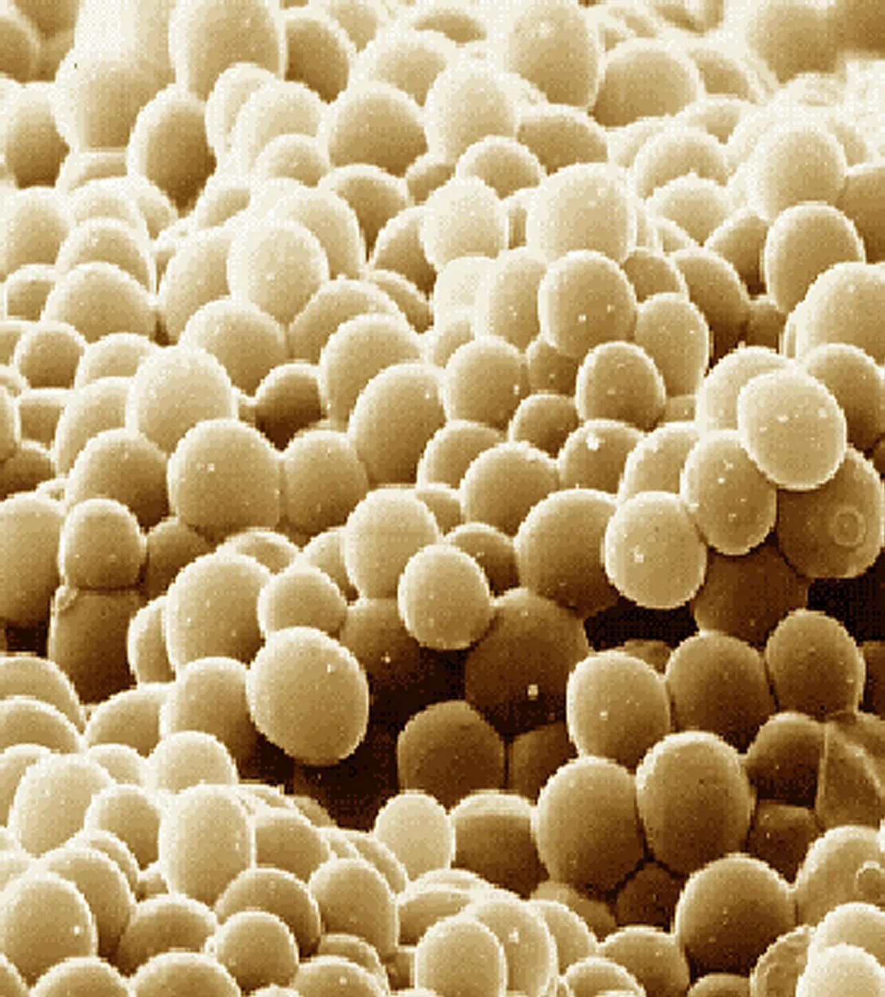 Дрожжи живые организмы. Дрожжи Saccharomyces cerevisiae. Saccharomyces cerevisiae под микроскопом. Дрожжи одноклеточные грибы. Одноклеточные грибы дрожжи сахаромицеты.