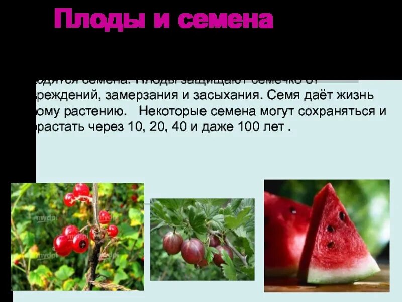 Плоды и семена. Семя и плод некоторых растений. Распространенное водные плоды и семян. Семя и плод некоторых растений. Плоды и семена.