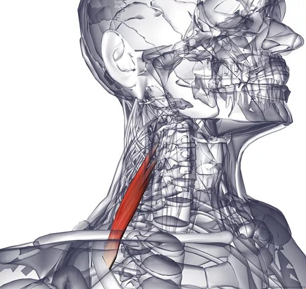 Грудино подъязычная мышца шеи анатомия. Щитоподъязычная мышца шеи. Грудино ключично сосцевидная мышца и лестничные мышцы. Лопаточно подъязычная мышца шеи анатомия.