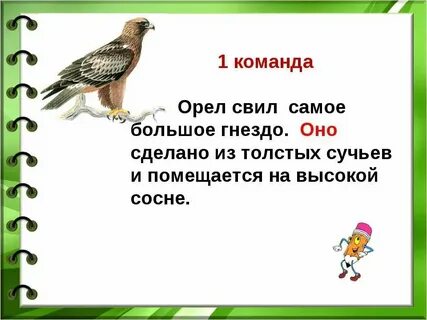 Орел делает гнезда из сучьев